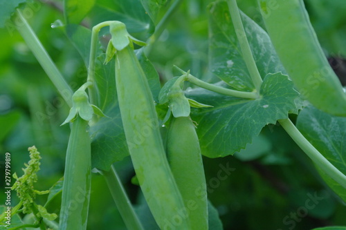 pea pods