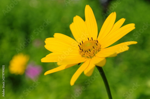 yellow flower