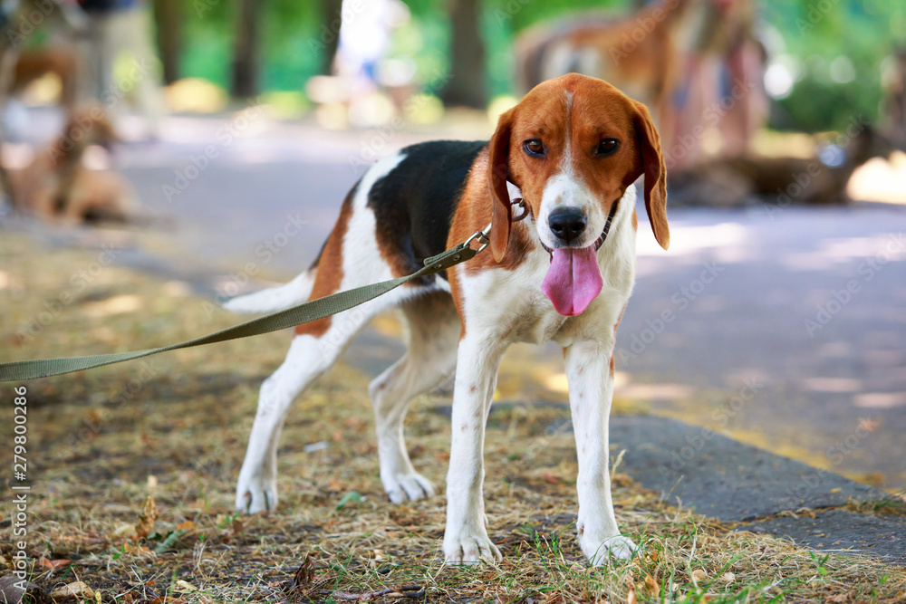 The dog breed American Foxhound