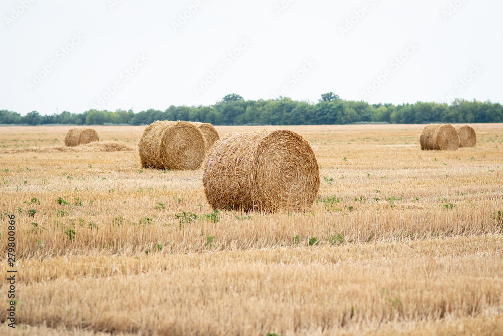 Straw rolls on a field of mown wheat