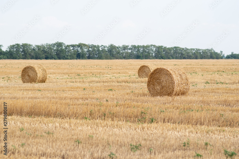 Straw rolls in a field after wheat harvest