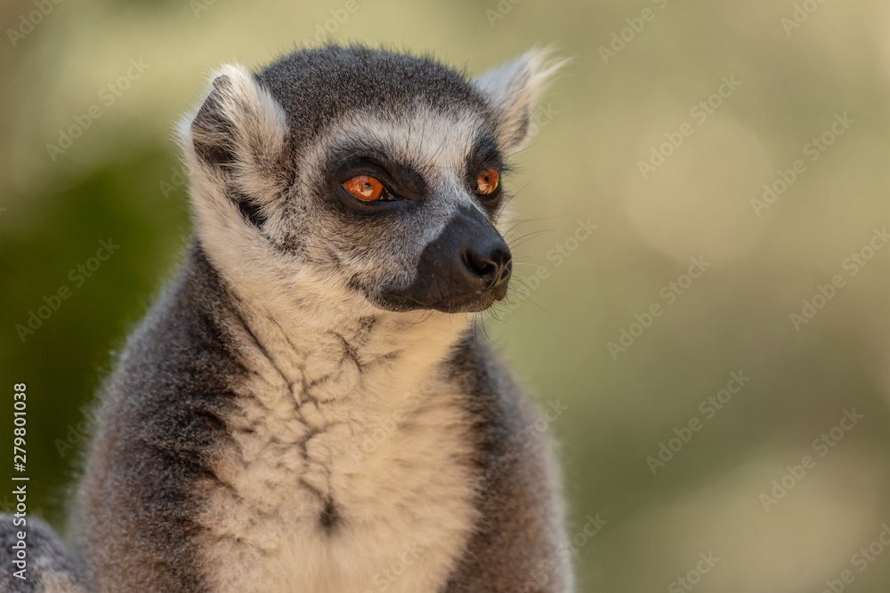 Obraz premium Lemur from the island of Madagascar