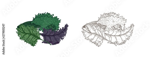 Set of elegant colorful and monochrome drawings of Kale or leaf cabbage