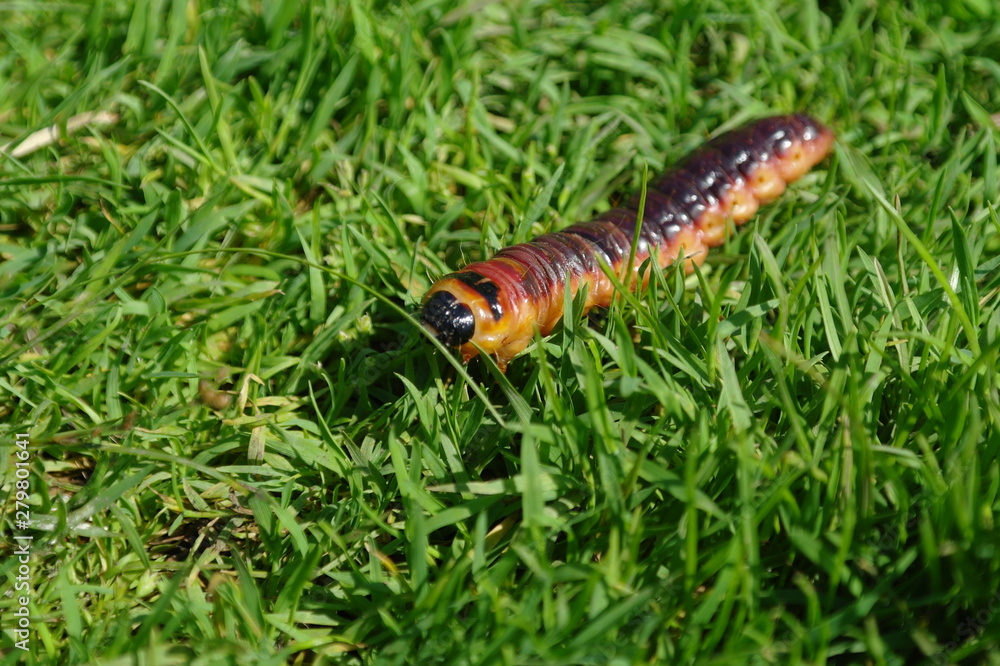tree stump caterpillar odorous willow cossus tree stump caterpillar odorous willow cossus