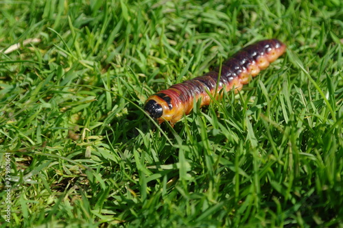 tree stump caterpillar odorous willow cossus