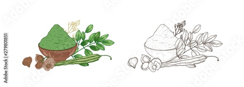 Set of colorful and monochrome drawings of Moringa oleifera plant, vegetable pods and powder in bowl