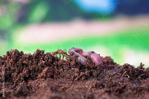 Earthworm digging in fertile topsoil