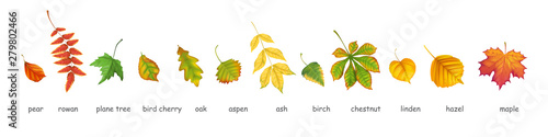 Collection of autumn leafs of various trees realistic vector style. Isolated objects