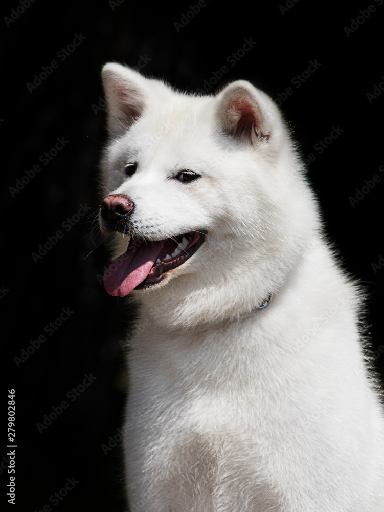 Fototapeta premium white dog breed japanese akita inu outdoors