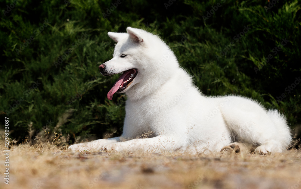 Obraz premium white dog breed japanese akita inu outdoors