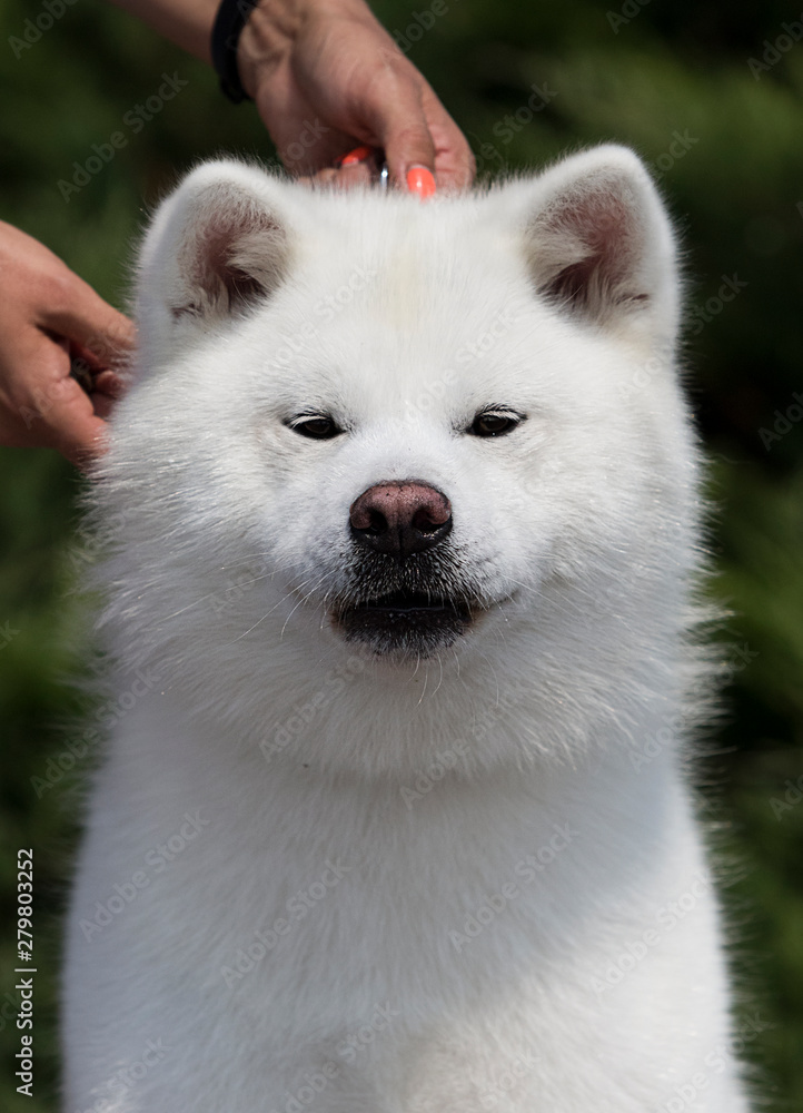 white dog breed japanese akita inu outdoors