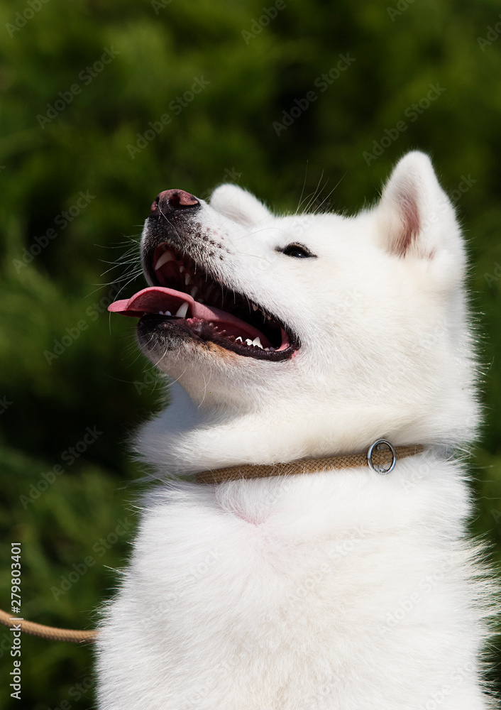 Fototapeta premium white dog breed japanese akita inu outdoors