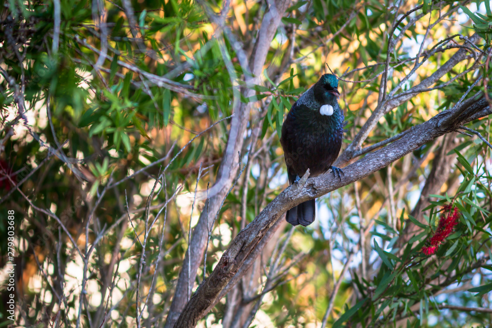 Obraz premium New Zealand Tui perching in tree