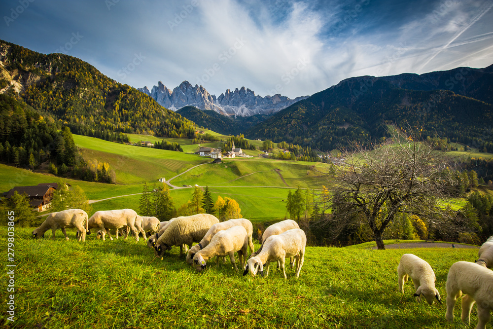 Dolomites mountain scenery with grazing sheep, Val di Funes, South Tyrol. Italy
