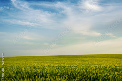 Field of young wheat ears and sky with clouds