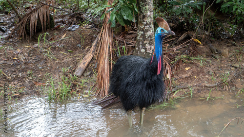 Australian Cassowary Bird in the wild