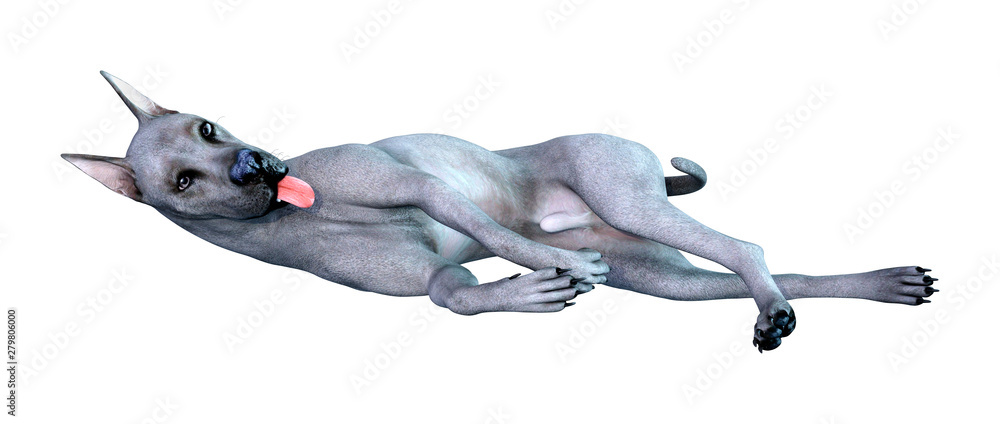 Fototapeta premium 3D Rendering Blue Grat Dane Dog on White