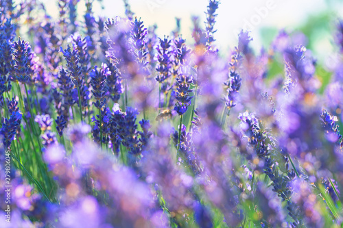Lavender blooms in summer in the field