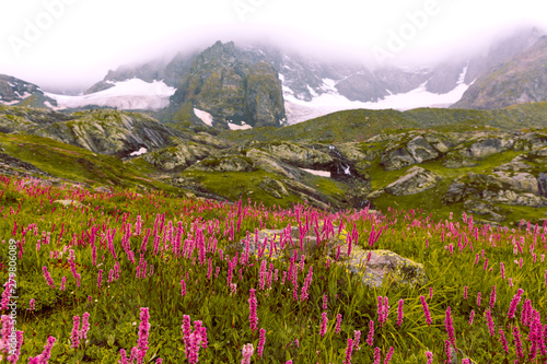 Valley of flowers at Kashmir great lakes trek in Sonamarg, India. Misty foggy weather and snow capped glacier at the beautiful hike. Cold temperature and strong winds, Serene & peaceful nature