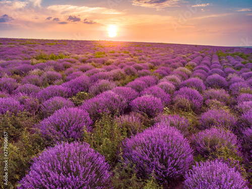 Beautiful image of lavender field Summer sunset landscape. Aerial drone.