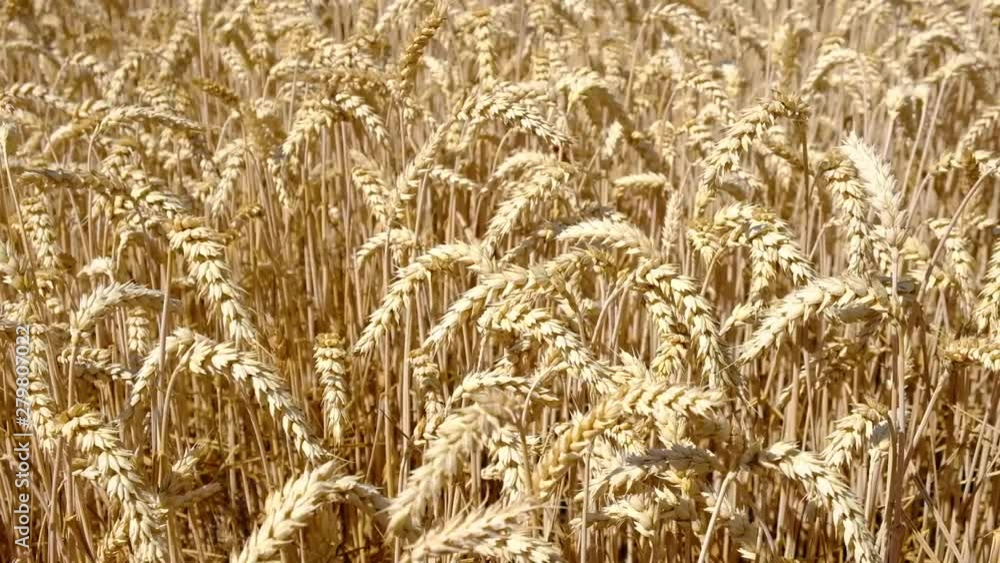 Wheat Field. Ears of wheat close up. Harvest and harvesting concept. Field of golden wheat swaying. Nature landscape. Wheat Field. Ears of wheat close up. Harvest and harvesting concept. Field of golden wheat swaying. Nature landscape.
