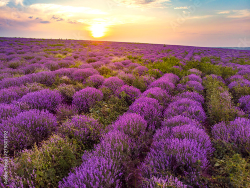 Beautiful image of lavender field Summer sunset landscape. Aerial drone.