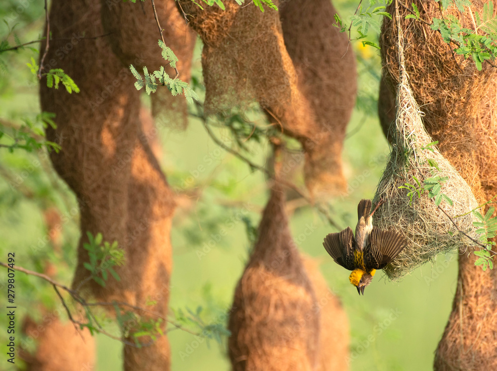 Fototapeta premium Baya weaver (Ploceus philippinus) with Nesting Colony