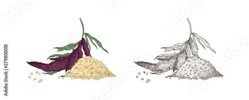 Collection of colorful and monochrome drawings of quinoa flowering plants and...
