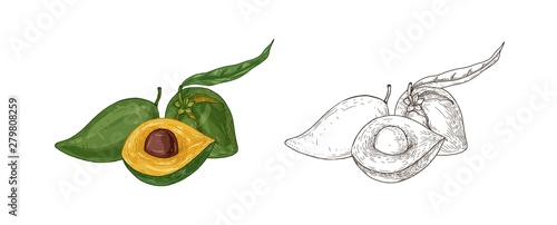 Set of colorful and monochrome drawings of lucuma fruit with leaf