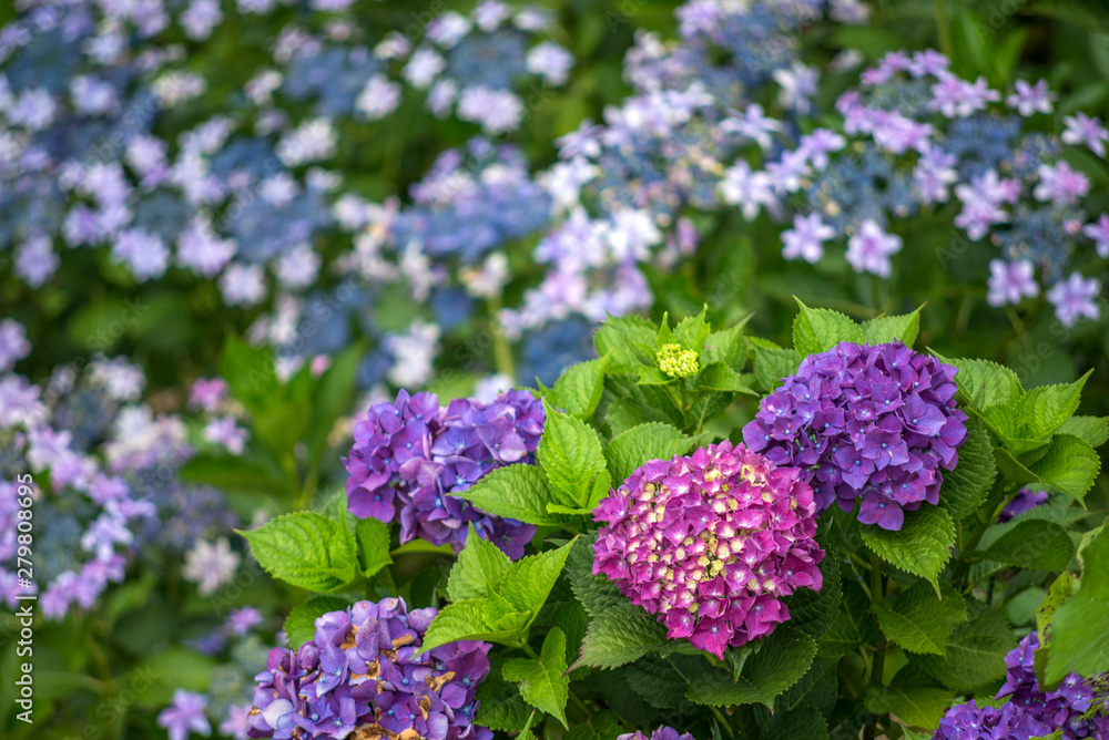 花のボケをバックに赤紫と紫色の紫陽花の花 Stock Photo Adobe Stock