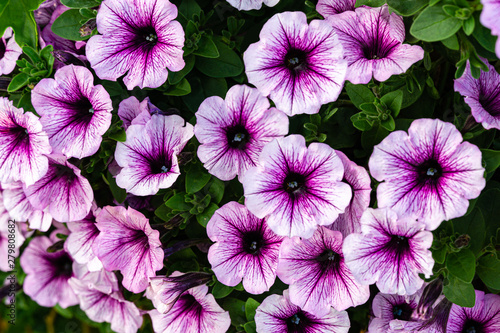Soft close-up of beautiful colorful blooming petunia flowers (Petunia hybrida) with purple and white petals. Summer flower landscape, fresh wallpaper and nature background concept © MarinoDenisenko