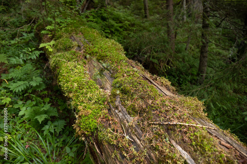 fallen old trunk covered with moss