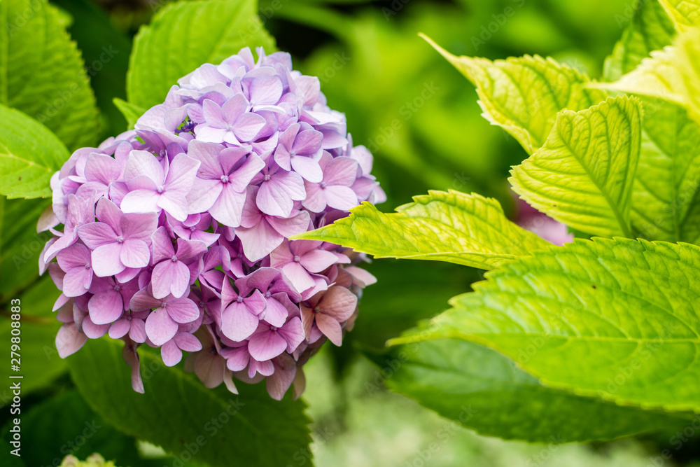 Beautiful pink hydrangea or hortensia flower close up. natural background. summer flowers. copy space. Beautiful pink hydrangea or hortensia flower close up. natural background. summer flowers. copy space.