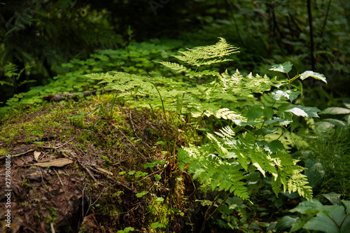 small plants in the forest