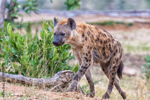 Female spotted hyaena walking