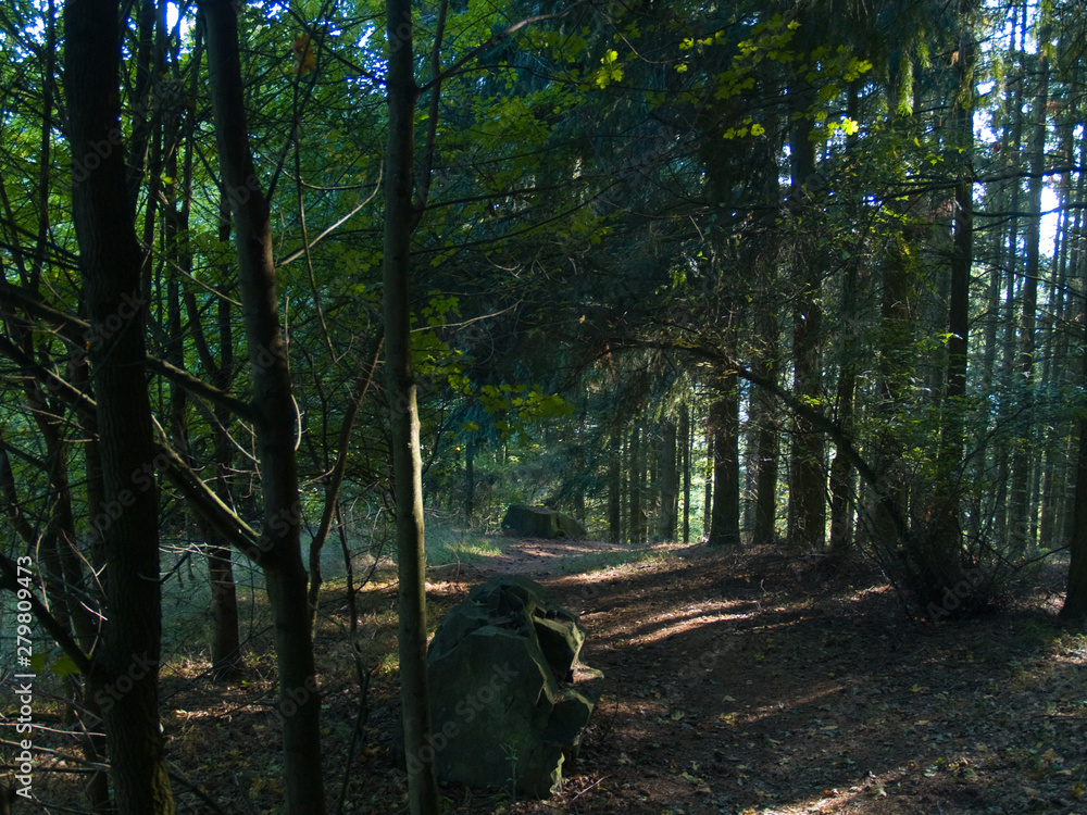 Lichtspiel im Wald