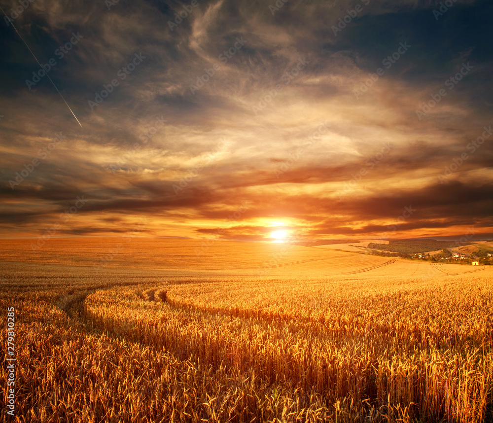 Impressive dramatic sunset over field of ripe wheat, colorful clouds in sky, crop season agricultures grain harvest