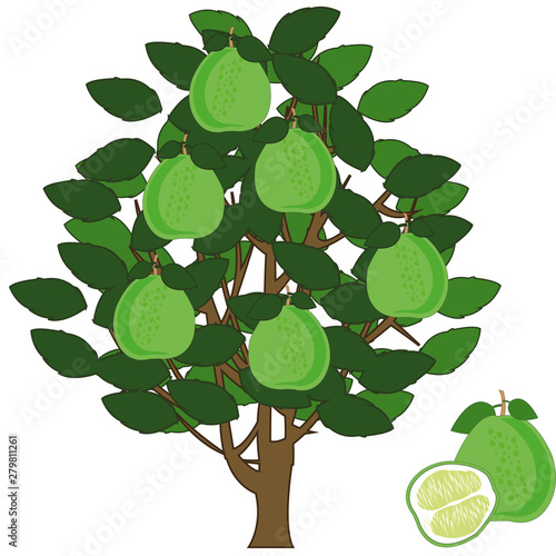 Vector illustration fruit tree with exotic fruit pomelo