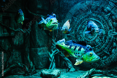 tropical fish swim in the background of Aztec traceries in the aquarium photo