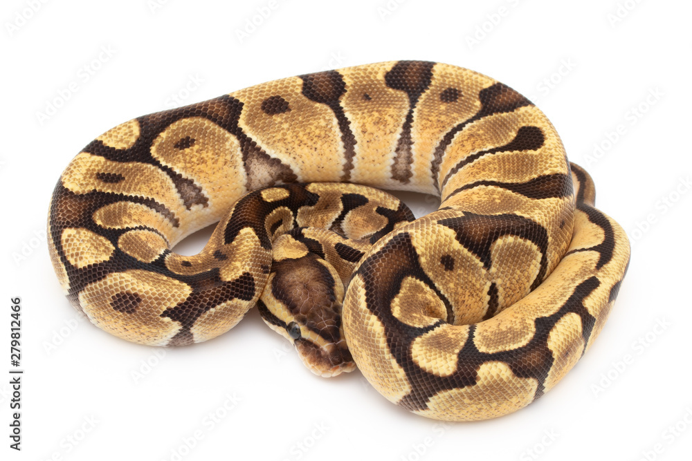 Obraz premium Ball Python Snake Reptile isolated white background