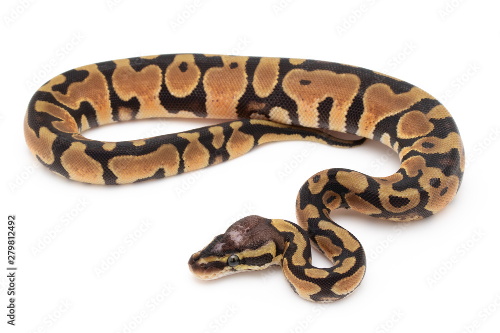 Ball Python Snake Reptile isolated white background Ball Python Snake Reptile isolated white background
