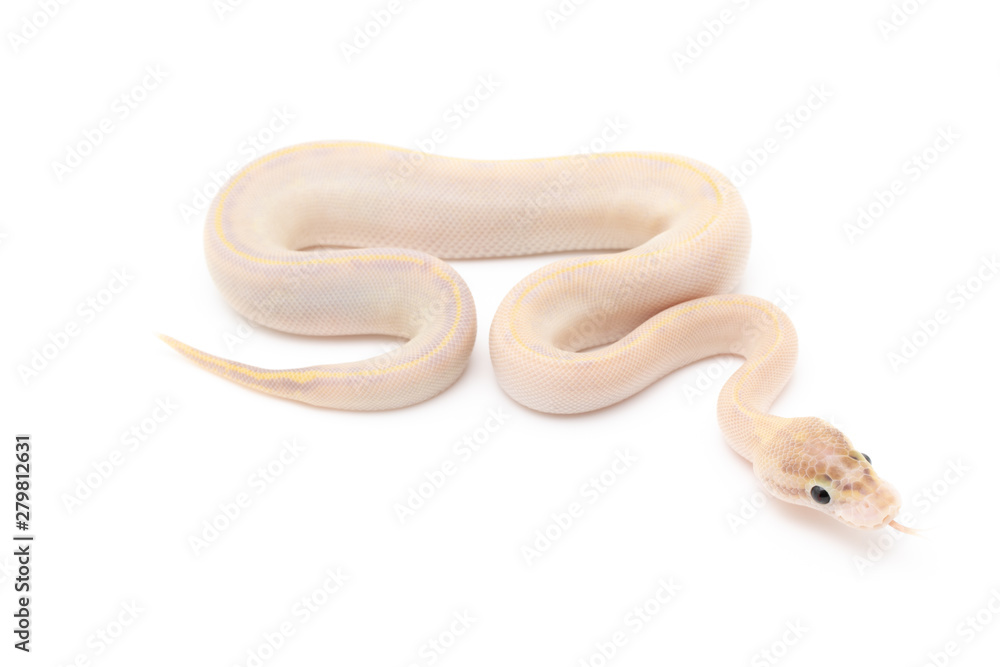 Obraz premium Ball Python Snake Reptile isolated white background