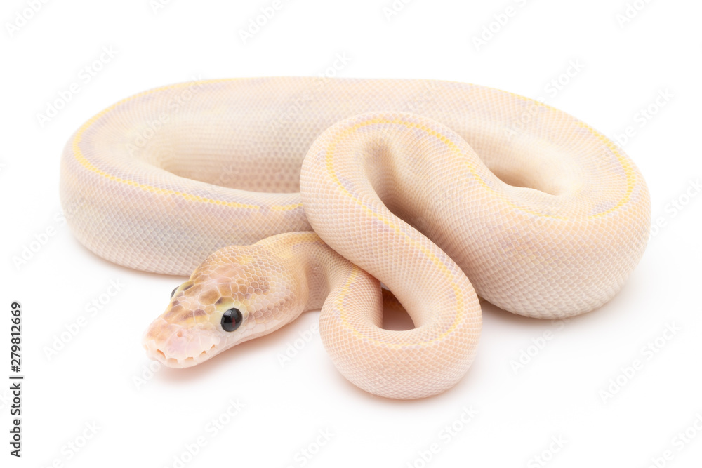 Fototapeta premium Ball Python Snake Reptile isolated white background