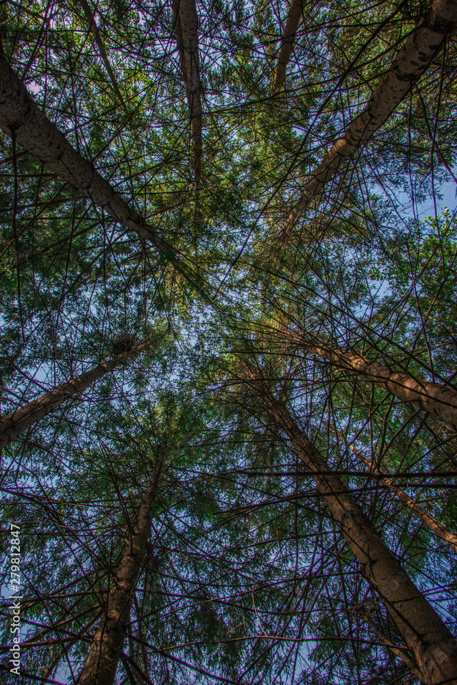 Fototapeta premium Tree view from the bottom side 