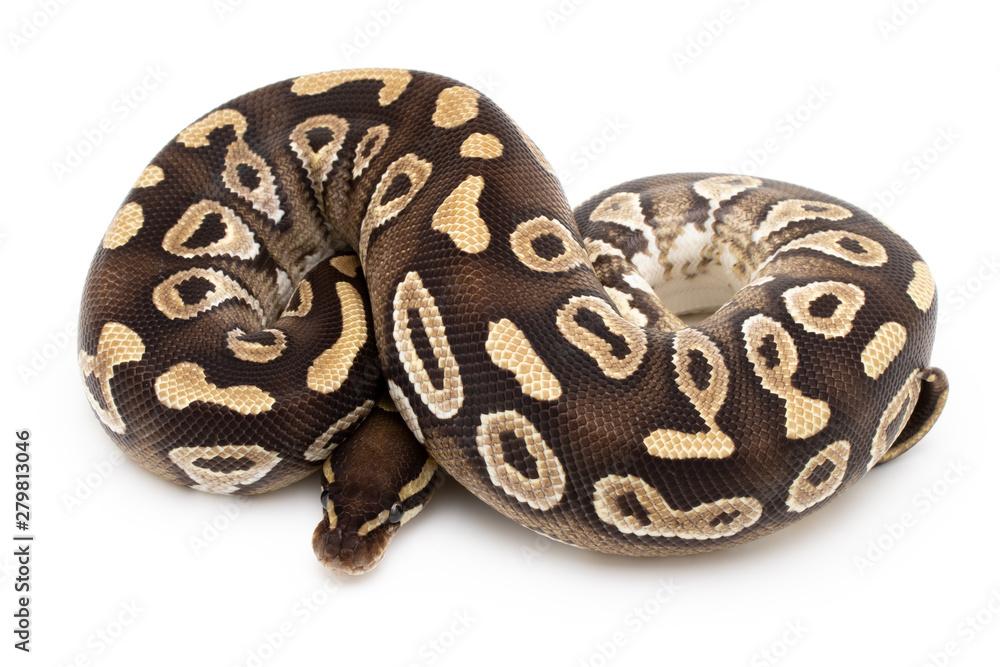 Ball Python Snake Reptile isolated white background Ball Python Snake Reptile isolated white background