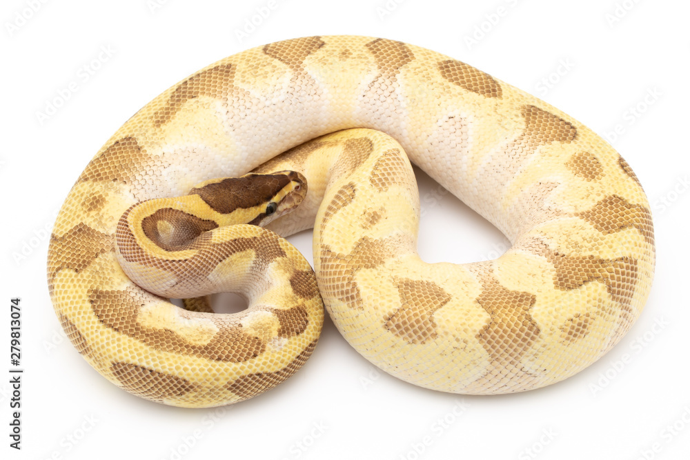 Ball Python Snake Reptile isolated white background Ball Python Snake Reptile isolated white background