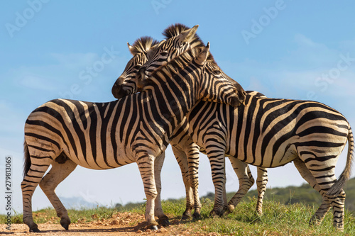 zebra in africa © DANIEL