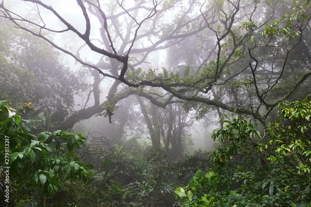Hong Kong tropical forest fresh foggy morning Hong Kong tropical forest fresh foggy morning