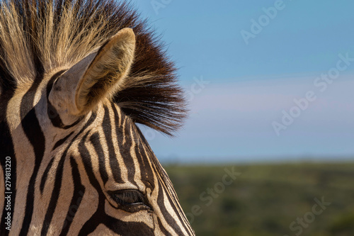 zebra in south africa