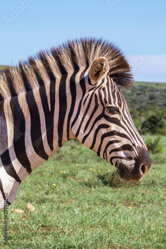 zebra in Africa